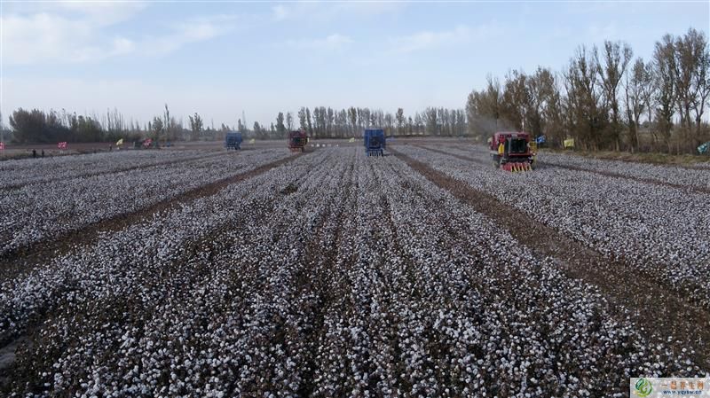 美村富民项目启动 助力棉花产业可持续发展