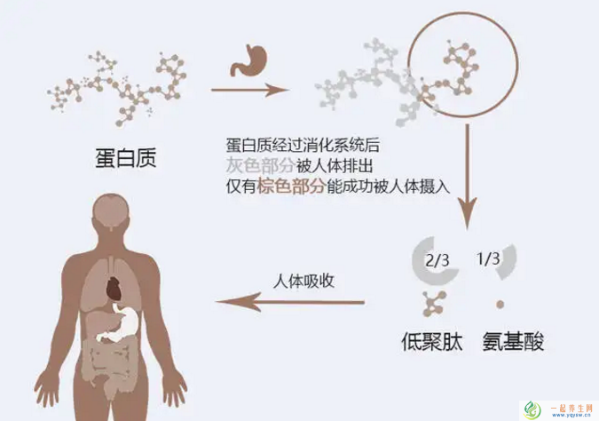 人体对蛋白质的肽吸收，人体的整蛋白吸收