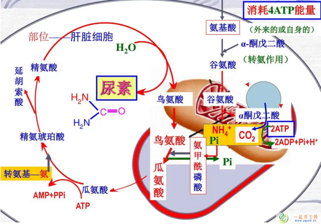 氨基酸和蛋白质吸收的制约因素