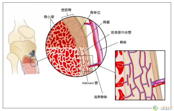 牦牛三髓多肽粉是不是药物？牛骨髓肽粉的作用与功效？对皮肤好吗